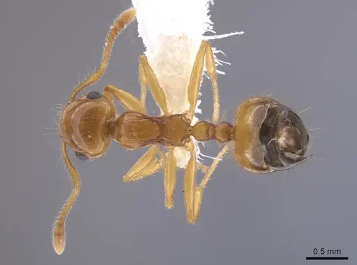 Crematogaster monteverdensis specimen