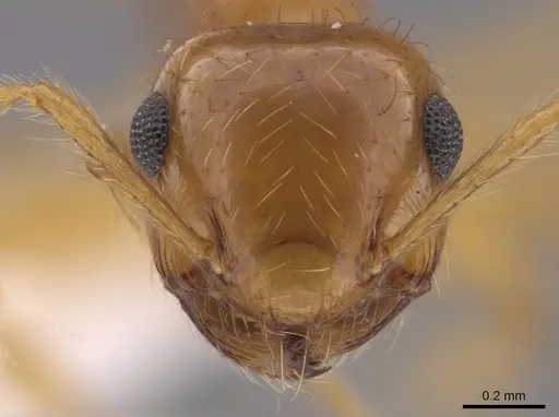 Crematogaster monteverdensis specimen