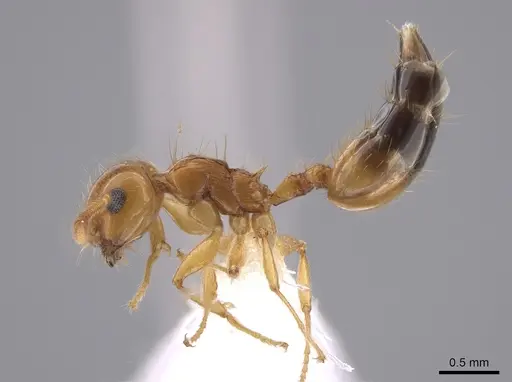 Crematogaster monteverdensis specimen