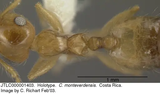 Crematogaster monteverdensis - JTLC000001403