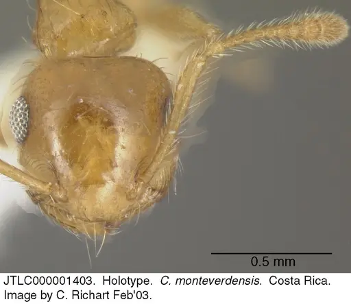 Crematogaster monteverdensis - JTLC000001403