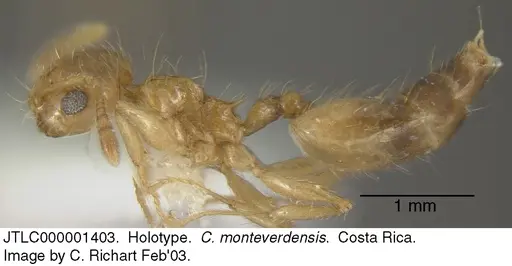 Crematogaster monteverdensis - JTLC000001403