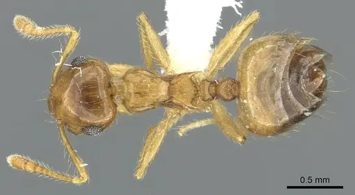Crematogaster monteverdensis - JTLC000001405
