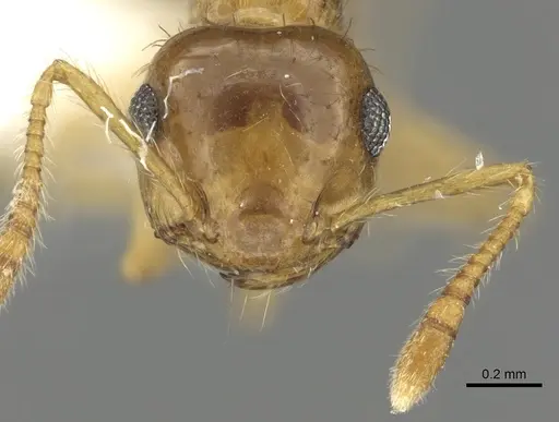 Crematogaster monteverdensis - JTLC000001405