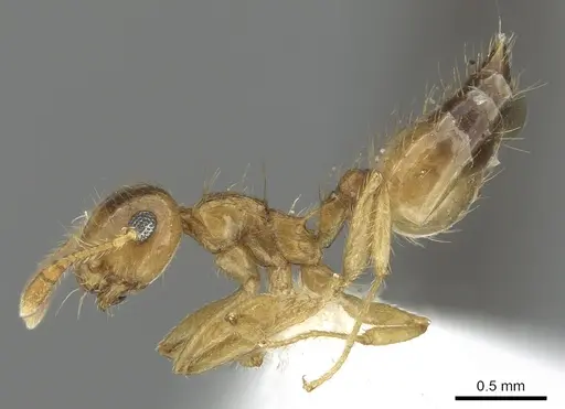 Crematogaster monteverdensis - JTLC000001405