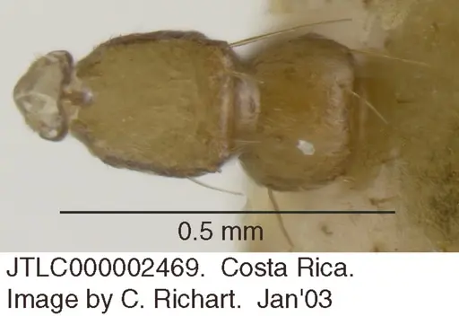 Crematogaster monteverdensis - JTLC000002469