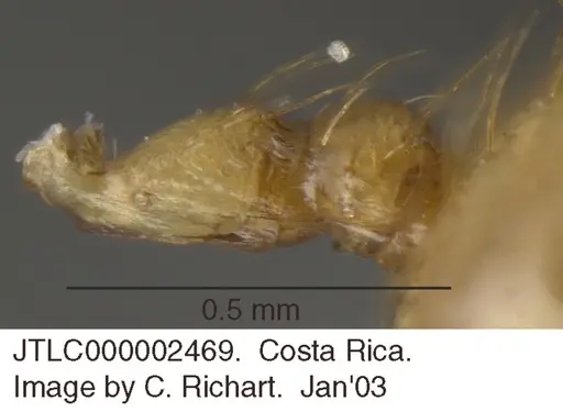 Crematogaster monteverdensis - JTLC000002469