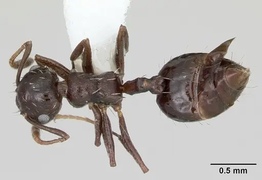 Crematogaster montezumia specimen