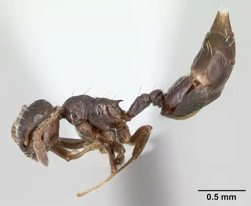 Crematogaster montezumia specimen