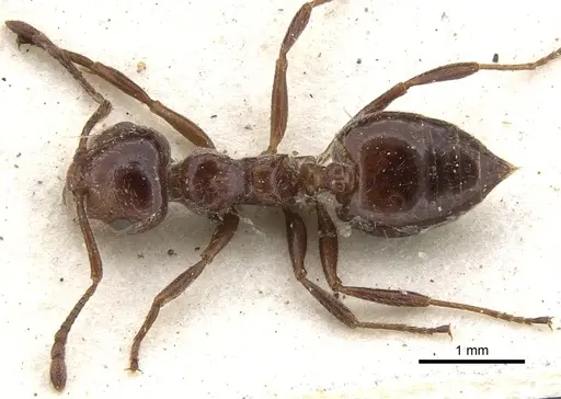 Crematogaster monticola specimen