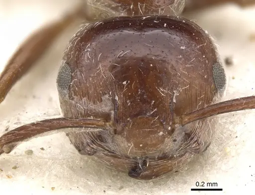 Crematogaster monticola specimen