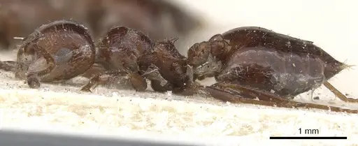 Crematogaster monticola specimen