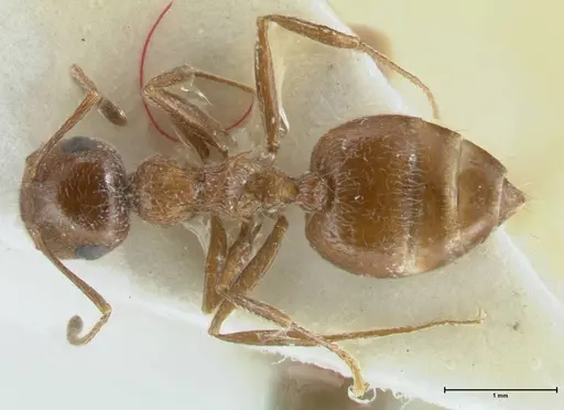 Crematogaster moqorensis specimen