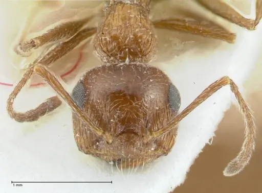 Crematogaster moqorensis specimen