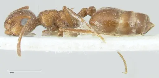 Crematogaster moqorensis specimen