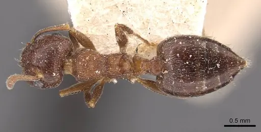 Crematogaster mosis specimen