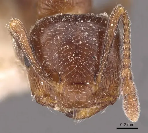 Crematogaster mosis specimen
