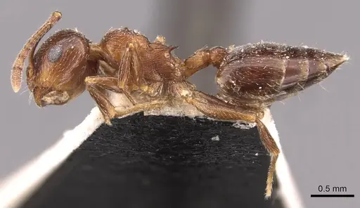 Crematogaster mosis specimen