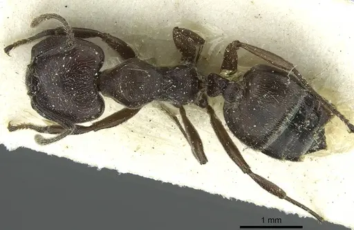 Crematogaster mottazi specimen
