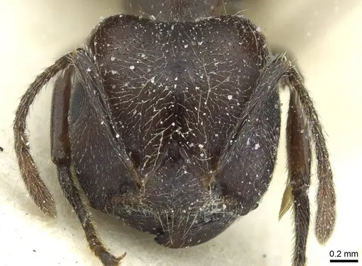 Crematogaster mottazi specimen