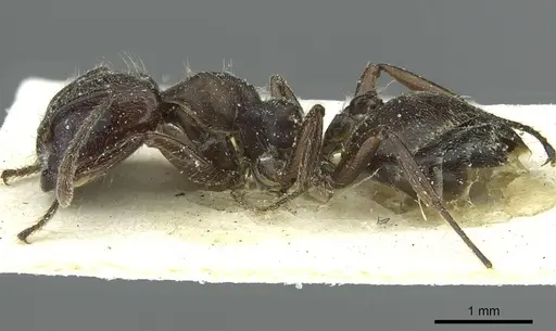 Crematogaster mottazi specimen
