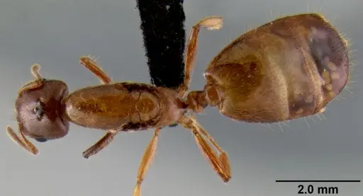 Crematogaster mpanjono specimen