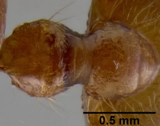 Crematogaster mpanjono specimen