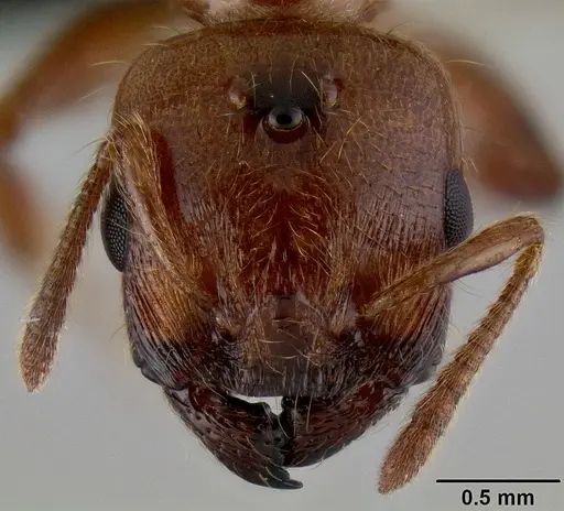 Crematogaster mpanjono specimen