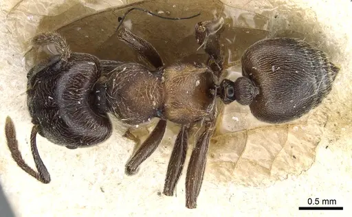 Crematogaster mucronata specimen