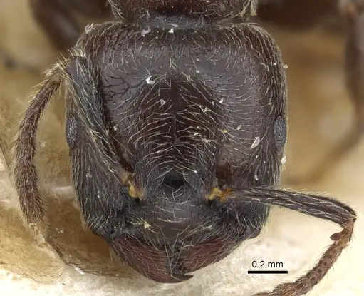 Crematogaster mucronata specimen