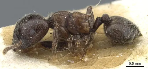 Crematogaster mucronata specimen