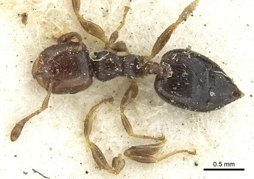 Crematogaster muralti specimen
