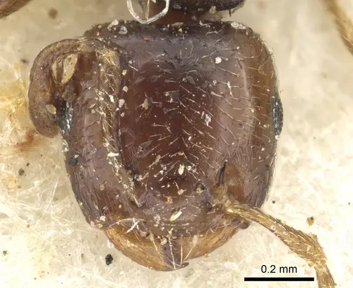 Crematogaster muralti specimen
