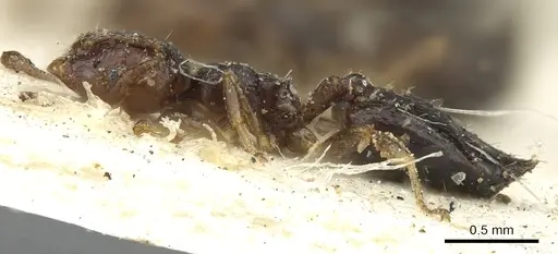 Crematogaster muralti specimen