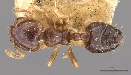 Crematogaster muralti - CASENT0908359