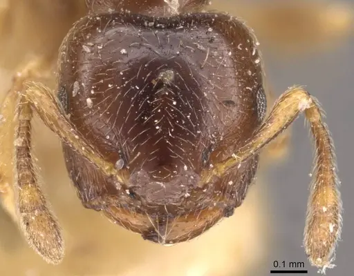 Crematogaster muralti - CASENT0908359