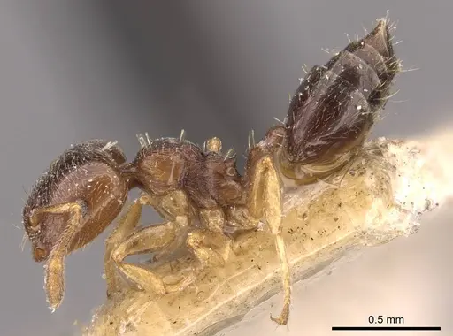 Crematogaster muralti - CASENT0908359