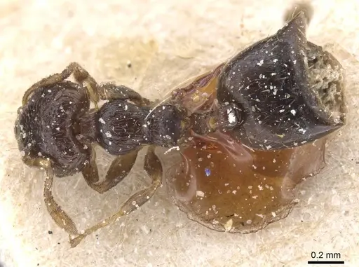 Crematogaster muralti - CASENT0912775