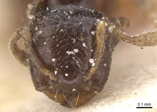 Crematogaster muralti - CASENT0912775