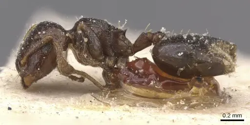 Crematogaster muralti - CASENT0912775