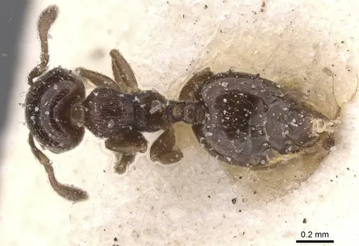 Crematogaster muralti - CASENT0912776