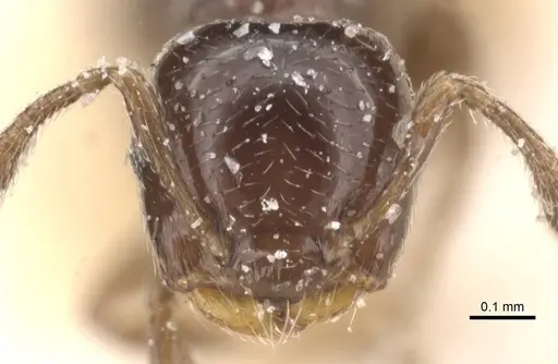 Crematogaster muralti - CASENT0912776