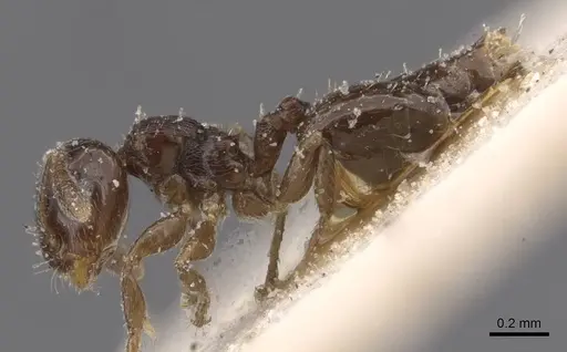 Crematogaster muralti - CASENT0912776