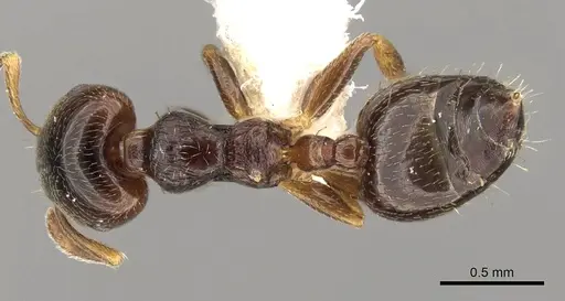 Crematogaster muralti - CASENT0914283