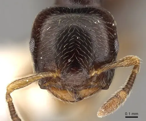 Crematogaster muralti - CASENT0914283