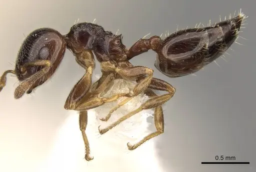 Crematogaster muralti - CASENT0914283