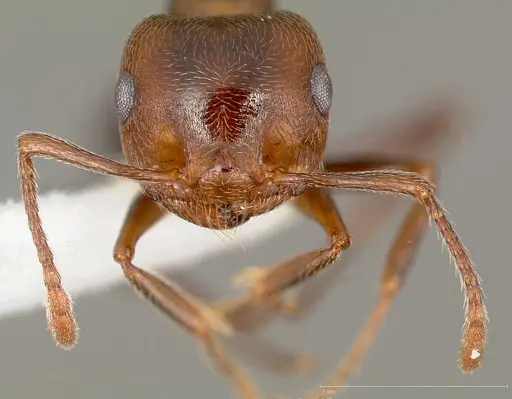Crematogaster mutans specimen