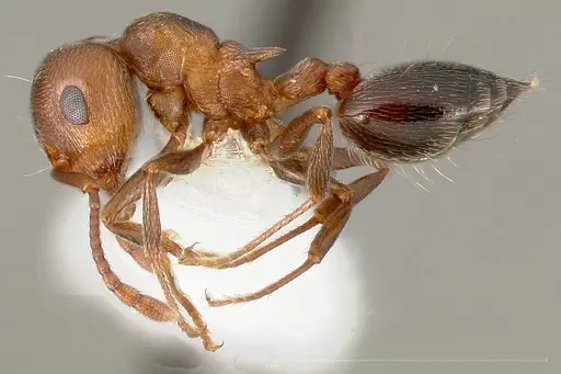 Crematogaster mutans - CASENT0005672