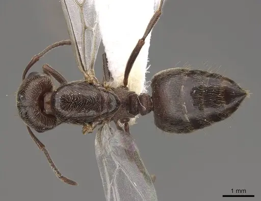 Crematogaster mutans - CASENT0761198