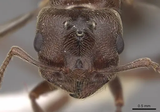 Crematogaster mutans - CASENT0761198